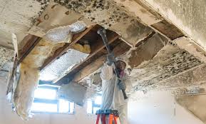 Environmental Consulting for Mold Prevention in Campti, LA